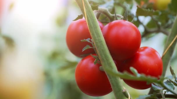 Gałąź Czerwonymi Pomidorami Szklarni — Wideo stockowe