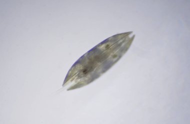 Crustacea sınıfından Ostracod 'lar mikroskop altında. Tohum karidesi.