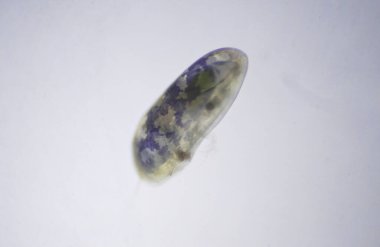 Crustacea sınıfından Ostracod 'lar mikroskop altında. Tohum karidesi.