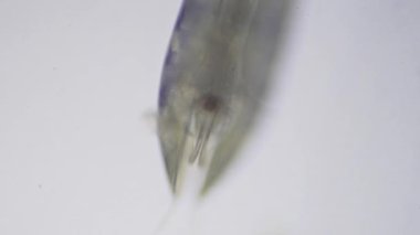 Crustacea sınıfından Ostracod 'lar mikroskop altında. Tohum karidesi.