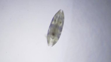 Crustacea sınıfından Ostracod 'lar mikroskop altında. Tohum karidesi.