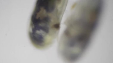 Crustacea sınıfından Ostracod 'lar mikroskop altında. Tohum karidesi.