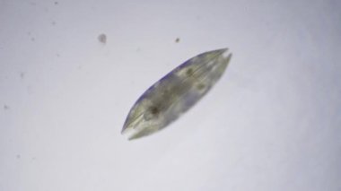 Crustacea sınıfından Ostracod 'lar mikroskop altında. Tohum karidesi.