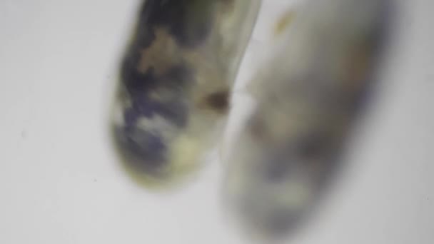 Ostrakoder Kräftdjursklass Mikroskop Fröräkor — Stockvideo