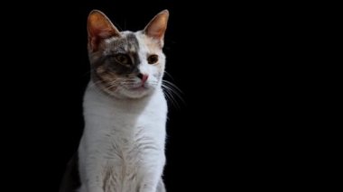 Geceleri sokakta yalnız, evsiz bir kedi. Siyah arkaplanda.