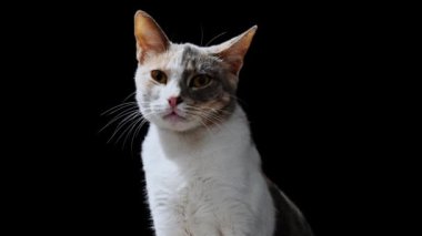 Geceleri sokakta yalnız, evsiz bir kedi. Siyah arkaplanda.