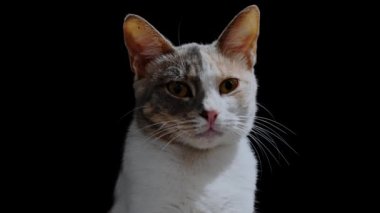 Geceleri sokakta yalnız, evsiz bir kedi. Siyah arkaplanda.