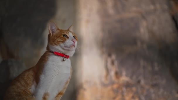 Ginger Εγχώρια Γάτα Ξεκουραστούν Ένα Βράχο — Αρχείο Βίντεο