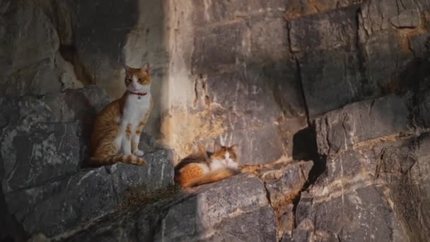 Ginger Εγχώριες Γάτες Αναπαύονται Ένα Βράχο — Αρχείο Βίντεο