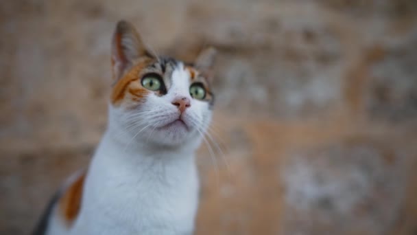 Kızıl Evcil Kedi Kayanın Üzerinde Dinleniyor — Stok video