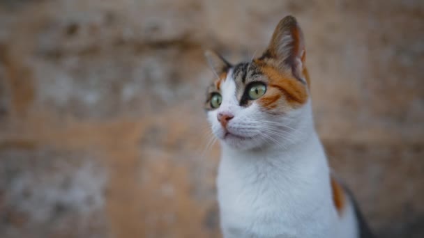 Ginger Εγχώρια Γάτα Ξεκουραστούν Ένα Βράχο — Αρχείο Βίντεο