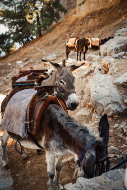 Eşekler gölgede durur ve akropolis yakınlarında dinlenir..