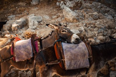 Eşekler gölgede durur ve akropolis yakınlarında dinlenir..