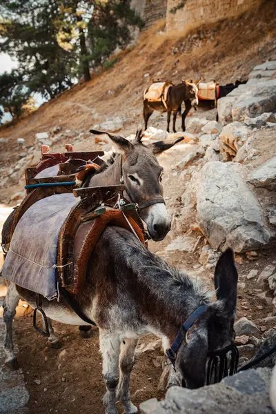 Eşekler gölgede durur ve akropolis yakınlarında dinlenir..
