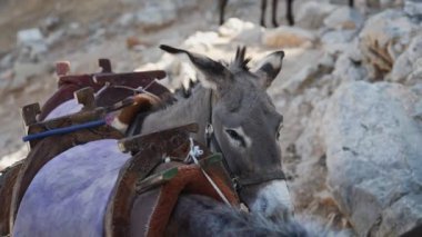 Eşekler gölgede durur ve akropolis yakınlarında dinlenir..