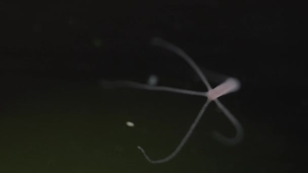 Sladkovodní Hydra Malý Akvarijní Parazit — Stock video