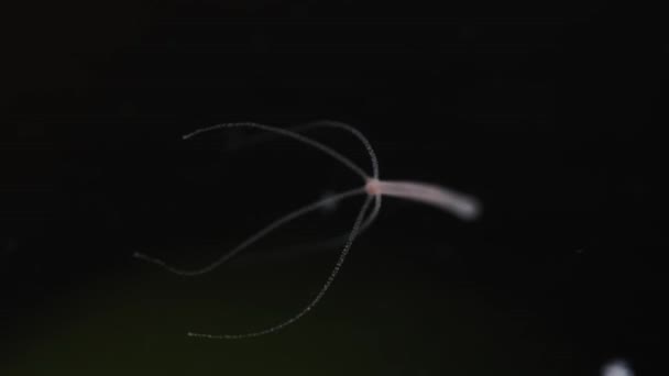 하이드라 수족관 기생충 — 비디오