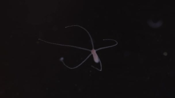 Sladkovodní Hydra Malý Akvarijní Parazit — Stock video
