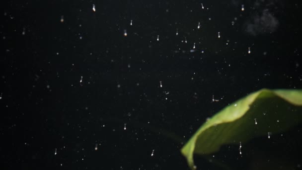Larvas Camarones Amano Recién Nacidas Que Luchan Por Luz Nadan — Vídeo de stock