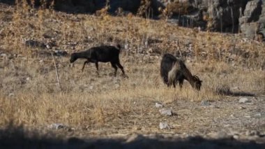 Rodos adasında keçiler, şehirde dolaşıyorlar..