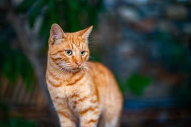 Sokakta oturan sevimli sokak kedisi.