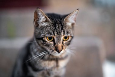 Sokakta oturan sevimli sokak kedisi.