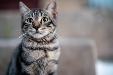 Sokakta oturan sevimli sokak kedisi.