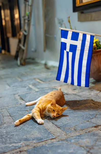 Ginger cat rests under the Greek flag.