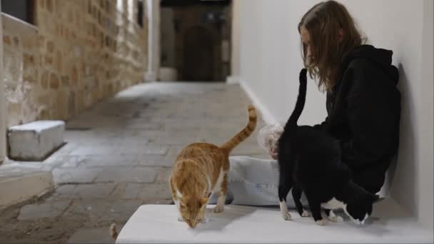 Κορίτσι Ταΐζει Άστεγες Γάτες Στο Δρόμο — Αρχείο Βίντεο