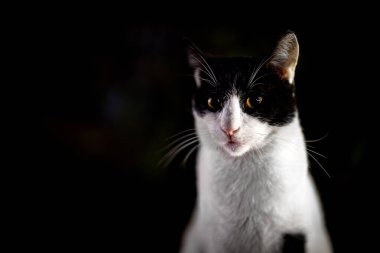 Kafasında siyah çizgili bir sokak kedisi. Maske takıyor gibi görünüyor..