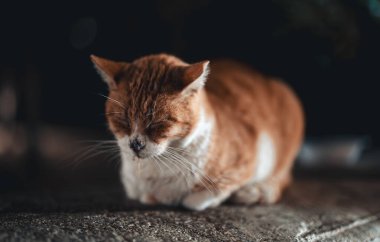 Sokakta derisi yüzülmüş bir kedi..