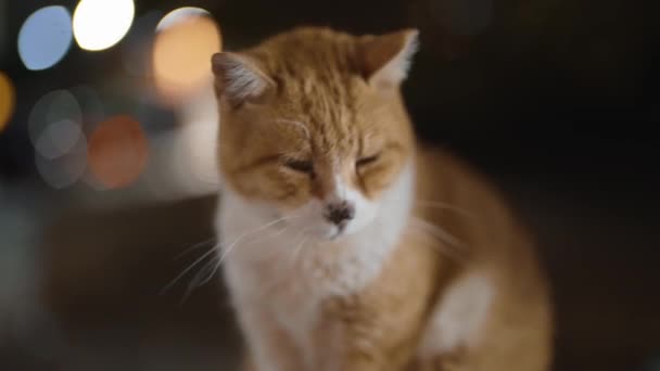 Μια Γάτα Γδαρμένη Μύτη Στο Δρόμο — Αρχείο Βίντεο