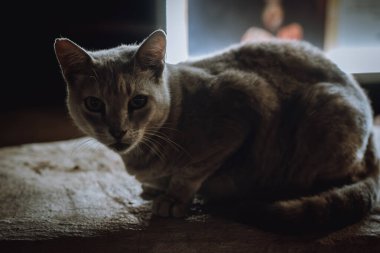 Geceleri sokakta yalnız evsiz bir kedi..