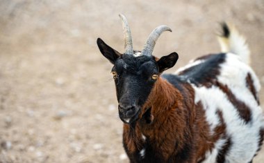 Küçük çiftlikte yürüyüş keçi.