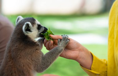 Hayvanat bahçesinde lemur beslemek. Lemuroidea.