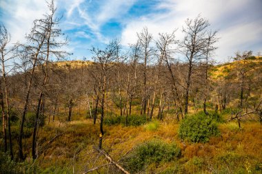 Akdeniz 'de Yanmış Ormanlar.