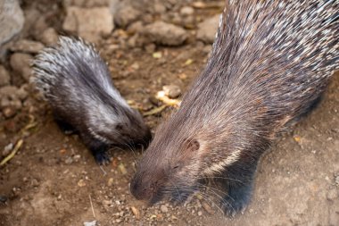 Porcupine and baby porcupine in the zoo. clipart