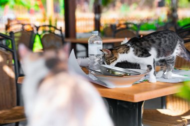 Bir sokak kedisi restoranda tabaktan yemek yer..