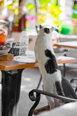 Bir sokak kedisi restoranda tabaktan yemek yer..