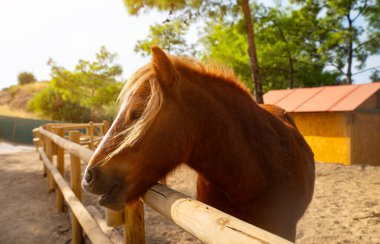 Çiftlikteki bir otlakta at.