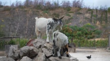 Hayvanat bahçesinde iki keçi kayaların üzerinde duruyor..