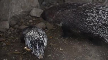 Kirpi ve bebek kirpi hayvanat bahçesinde.