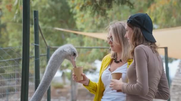 Dua Gadis Makan Burung Unta Sebuah Peternakan — Stok Video