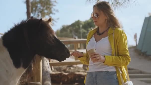 Woman Feeds Horse Farm — Stock Video