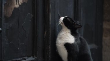 Kedi kapının önünde oturur ve eve gitmek ister..
