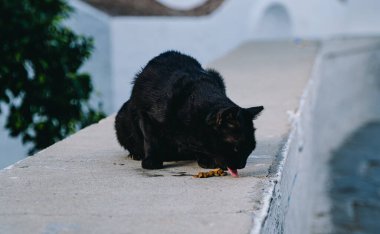 Sokak kedisi sokaklarda yemek yiyor..