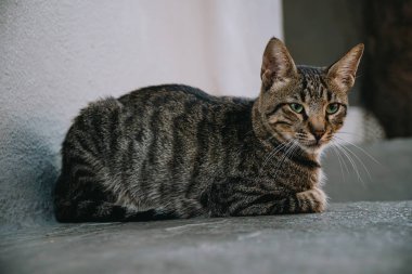 Sokakta başıboş yabani kedi.