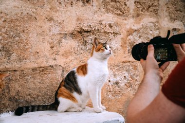 Bir adam sokaktaki bir kedinin fotoğrafını çekiyor..