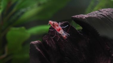 Tatlı su Bambu Karides Tüy Yavaş çekim. Atyopsis moluccensis.