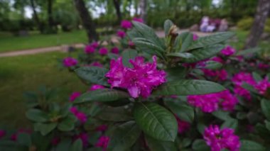 Rhododendron ferrugineum çalılığında güzel kırmızı çiçekler.